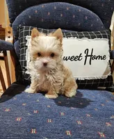 Nemo, a male Yorkshire Terrier for sale in Haysi, VA – 1 of 1