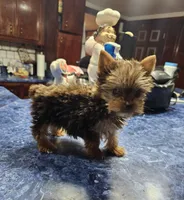 Mia, a female Yorkshire Terrier for sale in Haysi, VA – 3 of 4