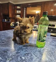 Mia, a female Yorkshire Terrier for sale in Haysi, VA – 4 of 4