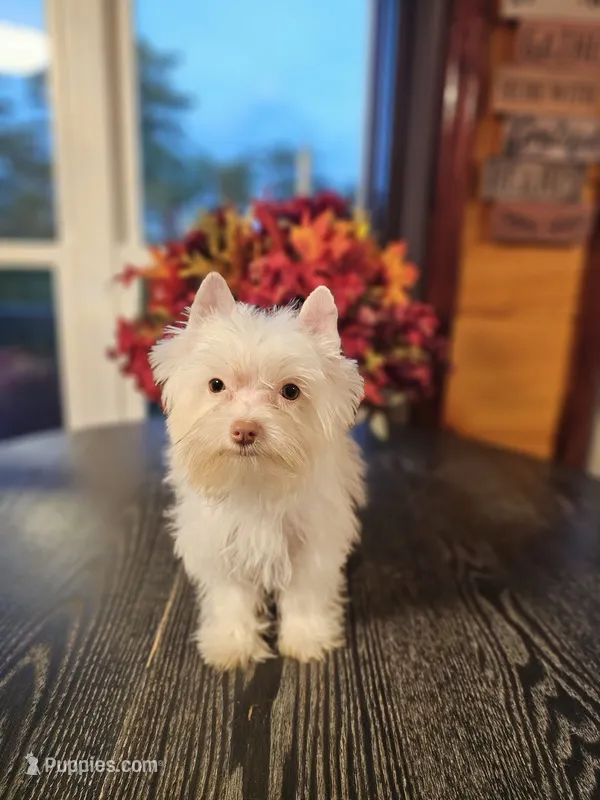 Cooper, a male Yorkshire Terrier for sale in Haysi, VA – 1 of 3