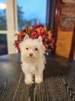 Cooper, a male Yorkshire Terrier for sale in Haysi, VA – 1 of 3
