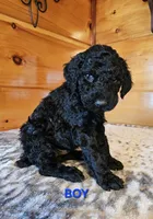 Henry, a male Poodle - Standard  for sale in Haysi, VA – Photo 1 of 6
