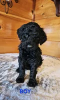Henry, a male Poodle - Standard  for sale in Haysi, VA – Photo 3 of 6