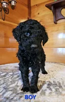 Henry, a male Poodle - Standard  for sale in Haysi, VA – Photo 4 of 6