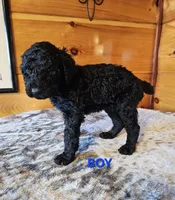 Henry, a male Poodle - Standard  for sale in Haysi, VA – Photo 2 of 6