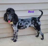 Henry, a male Poodle - Standard  for sale in Haysi, VA – Photo 5 of 6