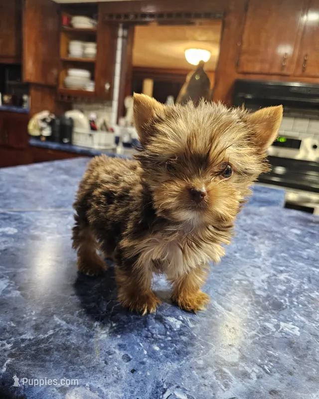 Mia – Yorkshire Terrier puppy for sale in Haysi, VA