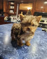 Mia, a female Yorkshire Terrier for sale in Haysi, VA – 1 of 4