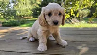 Tessa, a female Cavapoo and Cavachon for sale in Mora, MN – Photo 1 of 4