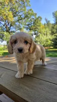 Tessa, a female Cavapoo and Cavachon for sale in Mora, MN – Photo 4 of 4