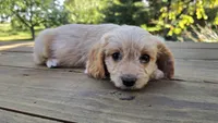 Tessa, a female Cavapoo and Cavachon for sale in Mora, MN – Photo 3 of 4