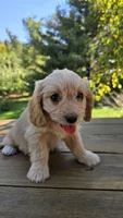 Tessa, a female Cavapoo and Cavachon for sale in Mora, MN – Photo 2 of 4