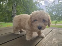 Jiffy, a male Cavachon for sale in Mora, MN – 2 of 3