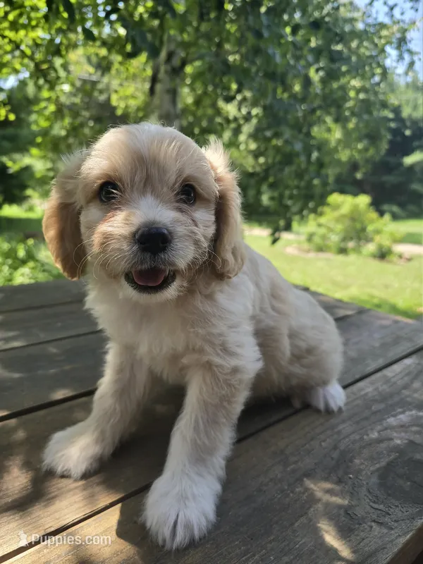 Bob – Bichon Frise, Cavalier King Charles Spaniel puppy for sale in Mora, MN