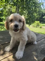 Bob, a male Bichon Frise and Cavalier King Charles Spaniel for sale in Mora, MN – 1 of 5
