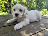 Henry, a male Bichon Frise and Cavalier King Charles Spaniel for sale in Mora, MN – 1 of 3