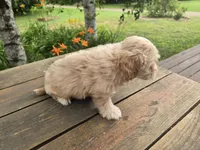 Petunia, a female Cavachon for sale in Mora, MN – 3 of 3