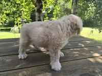 Sally, a female Bichon Frise and Cavalier King Charles Spaniel for sale in Mora, MN – 4 of 4