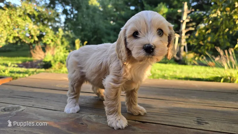 Petunia, a female Cavapoo and Cavachon for sale in Mora, MN – Photo 1 of 3