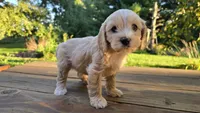 Petunia, a female Cavapoo and Cavachon for sale in Mora, MN – Photo 1 of 3