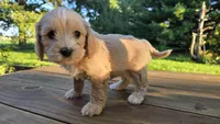 Petunia, a female Cavapoo and Cavachon for sale in Mora, MN – Photo 2 of 3