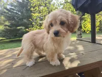 Will, a male Cavapoo and Cavalier King Charles Spaniel for sale in Mora, MN – 2 of 4