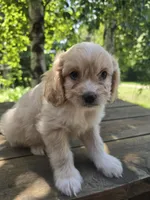 Bob, a male Bichon Frise and Cavalier King Charles Spaniel for sale in Mora, MN – 2 of 5