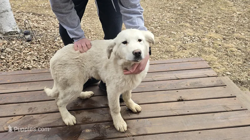 Aruba, a male Akbash for sale in Mora, MN – Photo 1 of 3