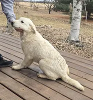 Aruba, a male Akbash for sale in Mora, MN – Photo 2 of 3