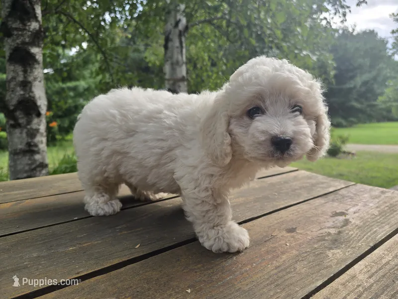 Jason – Bichon Frise, Cavachon puppy for sale in Mora, MN