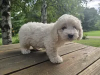 Jason, a male Bichon Frise and Cavachon for sale in Mora, MN – 1 of 3