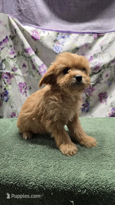 Ollie, a male Bichon Frise and Cavalier King Charles Spaniel for sale in Mora, MN – Photo 1 of 3