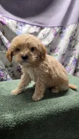 Spunky, a male Bichon Frise and Cavalier King Charles Spaniel for sale in Mora, MN – Photo 2 of 3