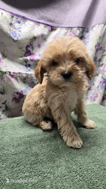 Spunky, a male Bichon Frise and Cavalier King Charles Spaniel for sale in Mora, MN – Photo 1 of 3