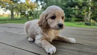 Sir Curls, a male Cavapoo and Cavachon for sale in Mora, MN – Photo 2 of 4