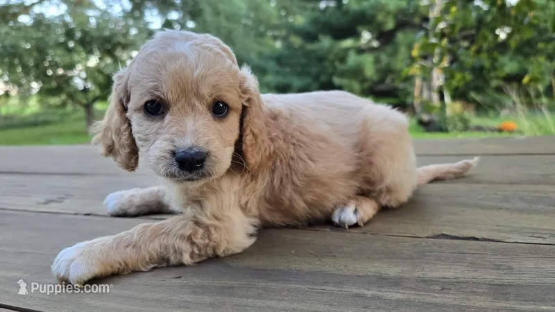 Sir Curls, a male Cavapoo and Cavachon for sale in Mora, MN – Photo 1 of 4
