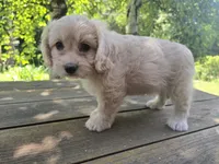 Sally, a female Bichon Frise and Cavalier King Charles Spaniel for sale in Mora, MN – 3 of 4