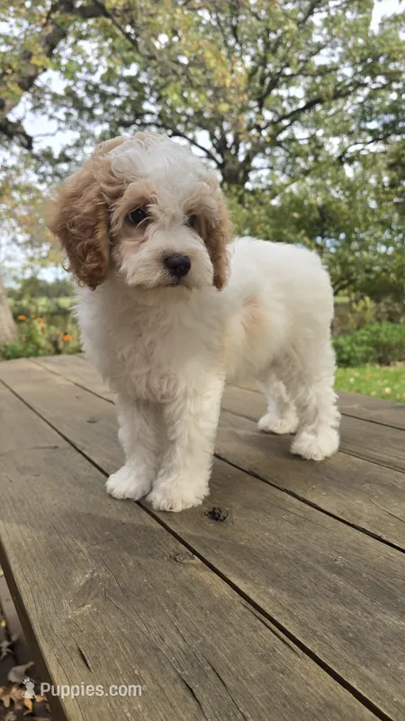 Curly – Bichon Frise, Cavapoo puppy for sale in Mora, MN
