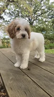 Curly, a male Bichon Frise and Cavapoo for sale in Mora, MN – 3 of 4