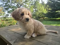 Will, a male Cavapoo and Cavalier King Charles Spaniel for sale in Mora, MN – 3 of 4