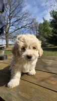 Jess, a female Bichon Frise and Cavapoo for sale in Mora, MN – Photo 2 of 4