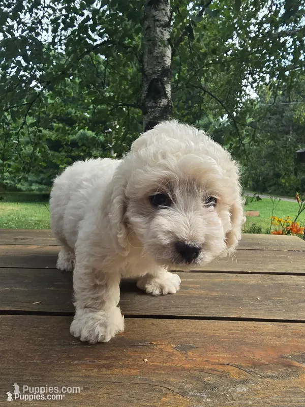 Jason – Bichon Frise, Cavachon puppy for sale in Mora, MN