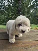 Jason, a male Bichon Frise and Cavachon for sale in Mora, MN – 3 of 3