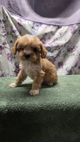 Daisy, a female Bichon Frise and Cavalier King Charles Spaniel for sale in Mora, MN – Photo 2 of 3