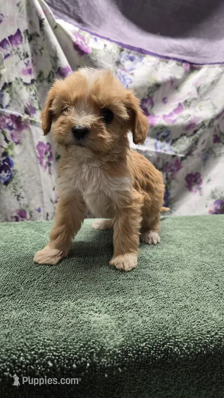 Daisy, a female Bichon Frise and Cavalier King Charles Spaniel for sale in Mora, MN – Photo 1 of 3