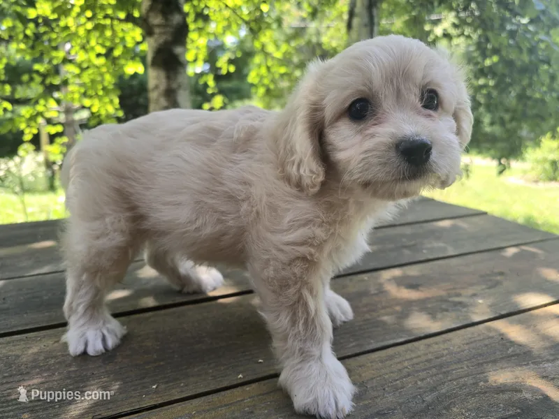 Sally – Bichon Frise, Cavalier King Charles Spaniel puppy for sale in Mora, MN