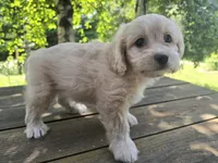 Sally, a female Bichon Frise and Cavalier King Charles Spaniel for sale in Mora, MN – 1 of 4