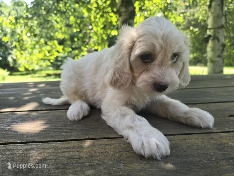 Ruby – Bichon Frise, Cavalier King Charles Spaniel puppy for sale in Mora, MN