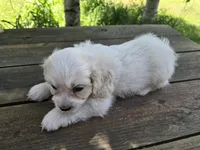 Henry, a male Bichon Frise and Cavalier King Charles Spaniel for sale in Mora, MN – 3 of 3