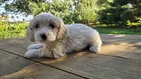 Tippy, a female Cavapoo and Cavachon for sale in Mora, MN – Photo 2 of 3
